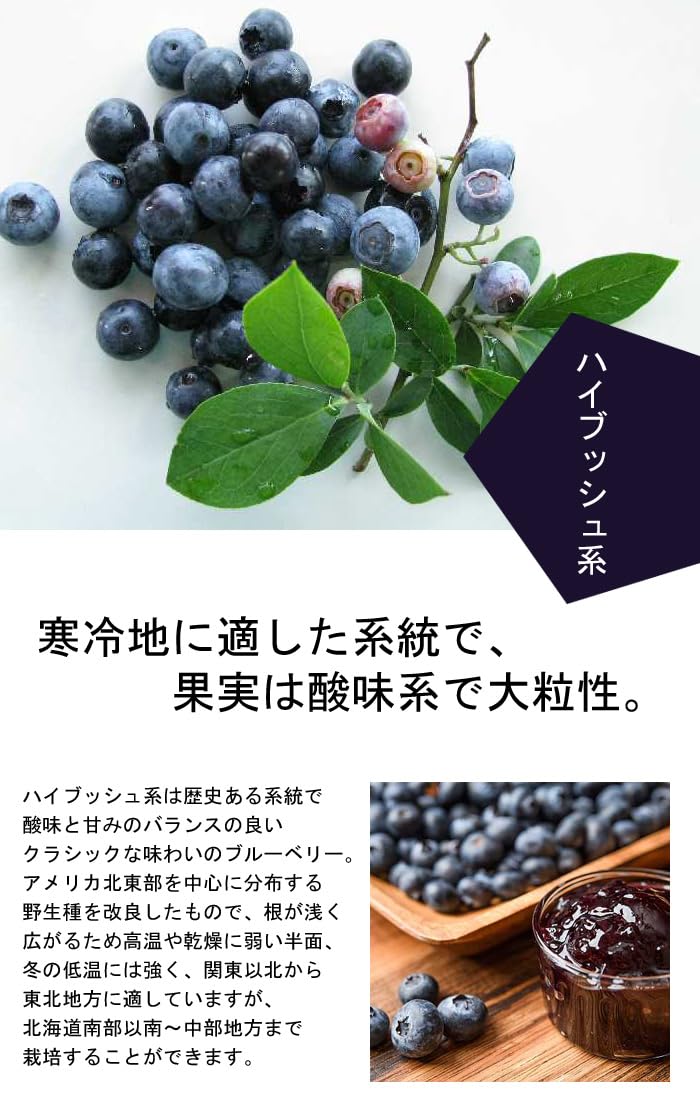 Amazon.co.jp: ブルーベリー 苗木2種 セット ハイブッシュ系